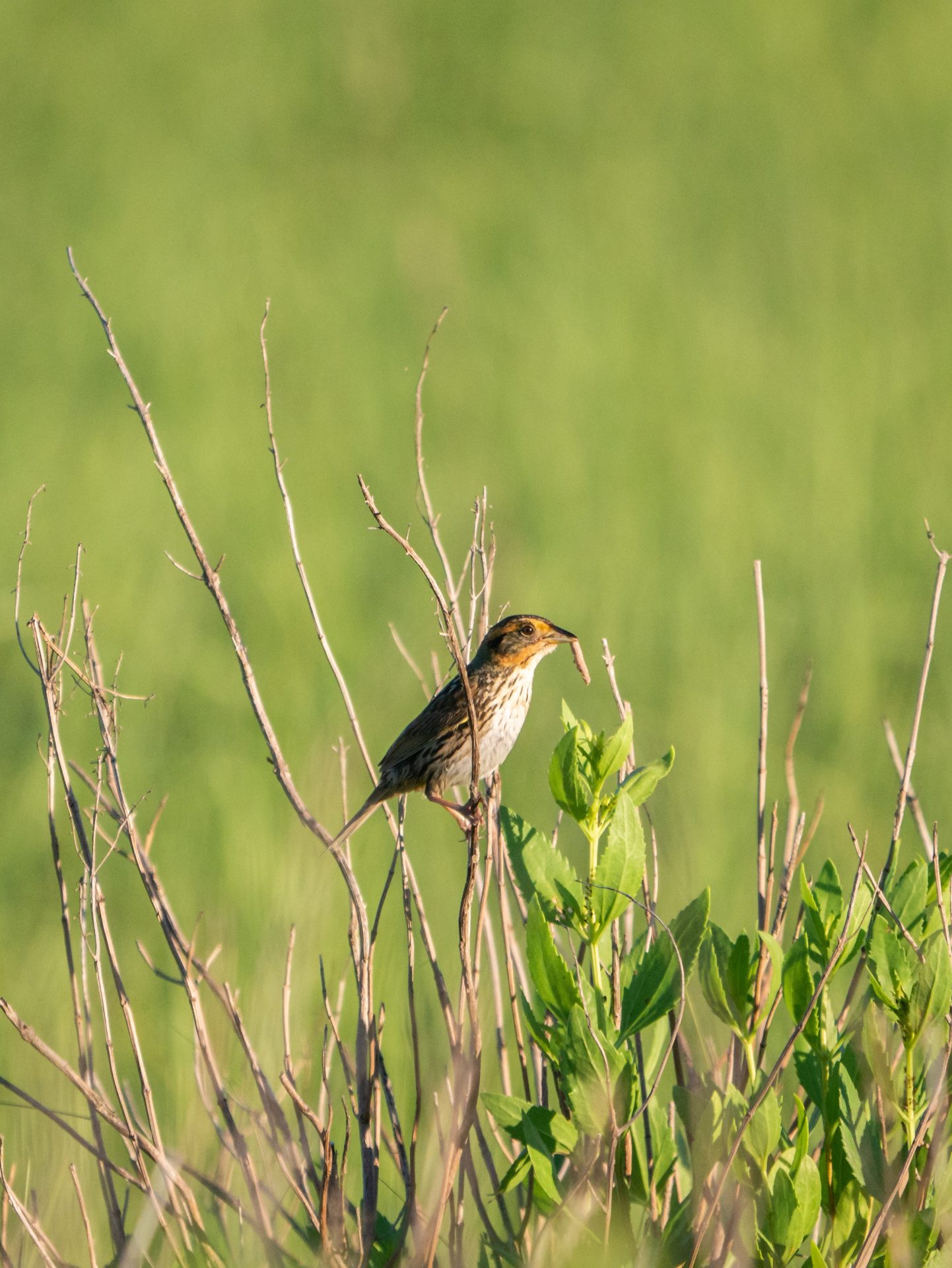 Salt Crow Protecting the Saltmarsh Sparrow through Salt Marsh Restoration ...